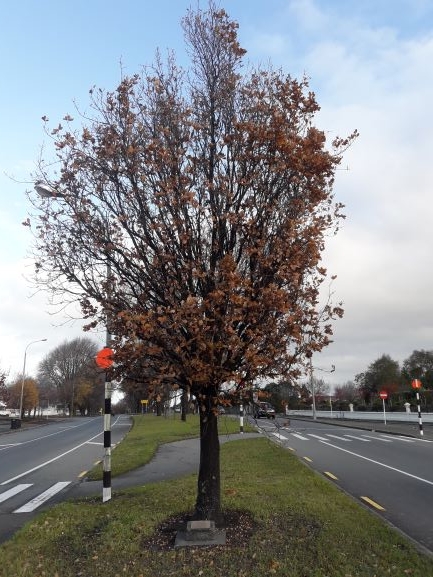 James and Kate Craigie tree