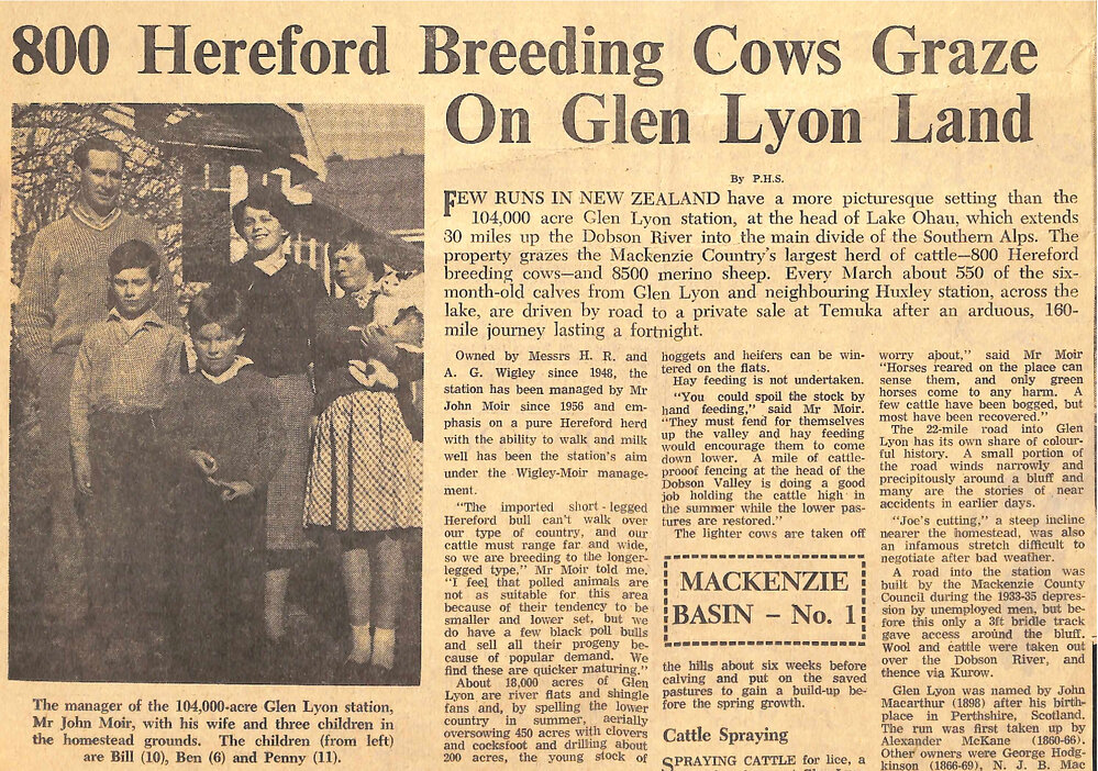 800 Hereford Breeding Cows Graze On Glen Lyon Land