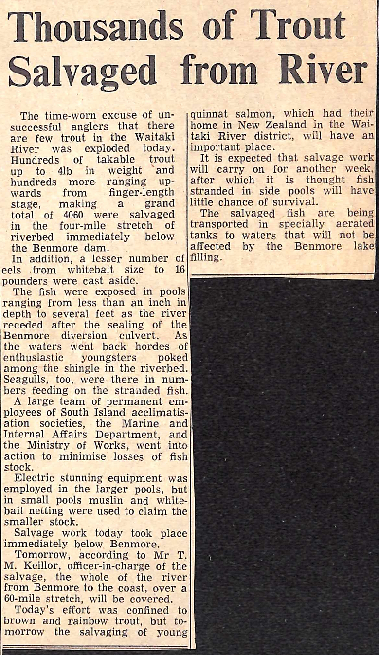 Thousands of Trout Salvaged from River