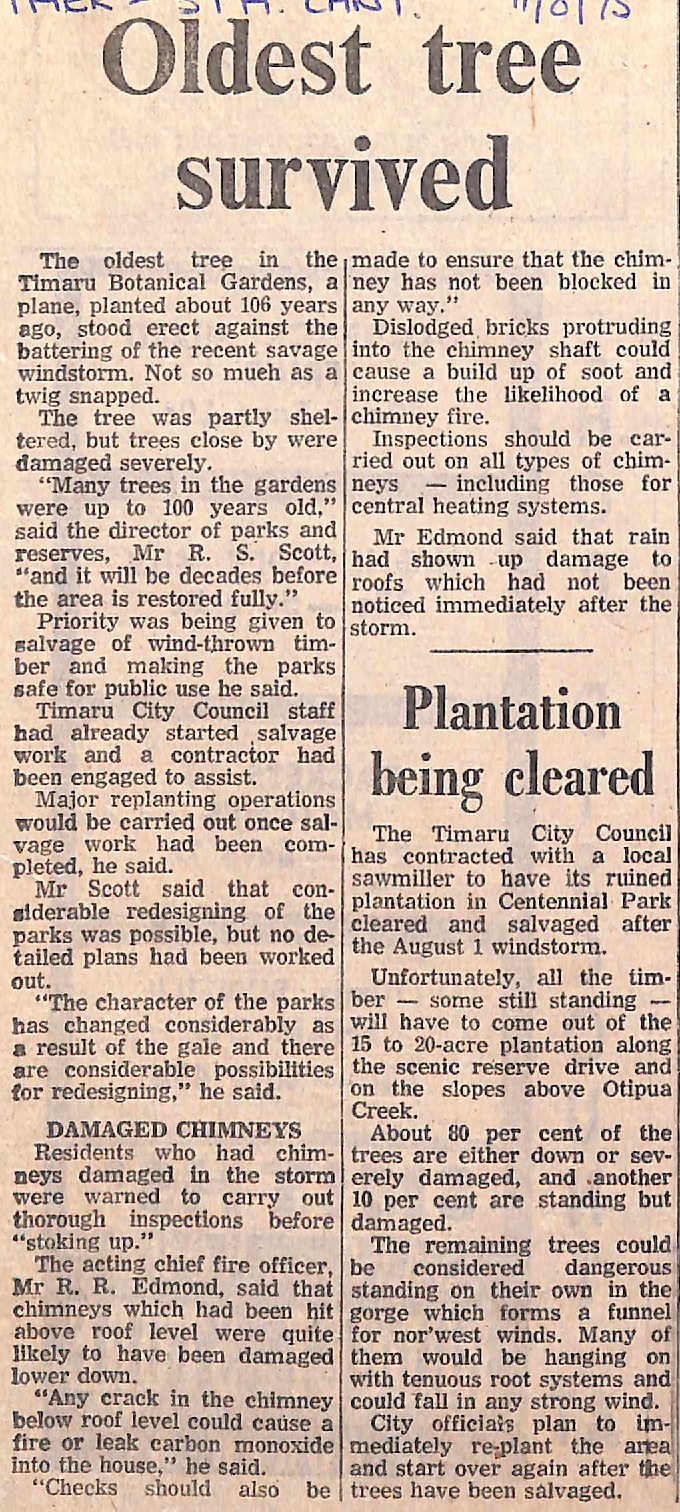 Oldest tree survived / Plantation being cleared