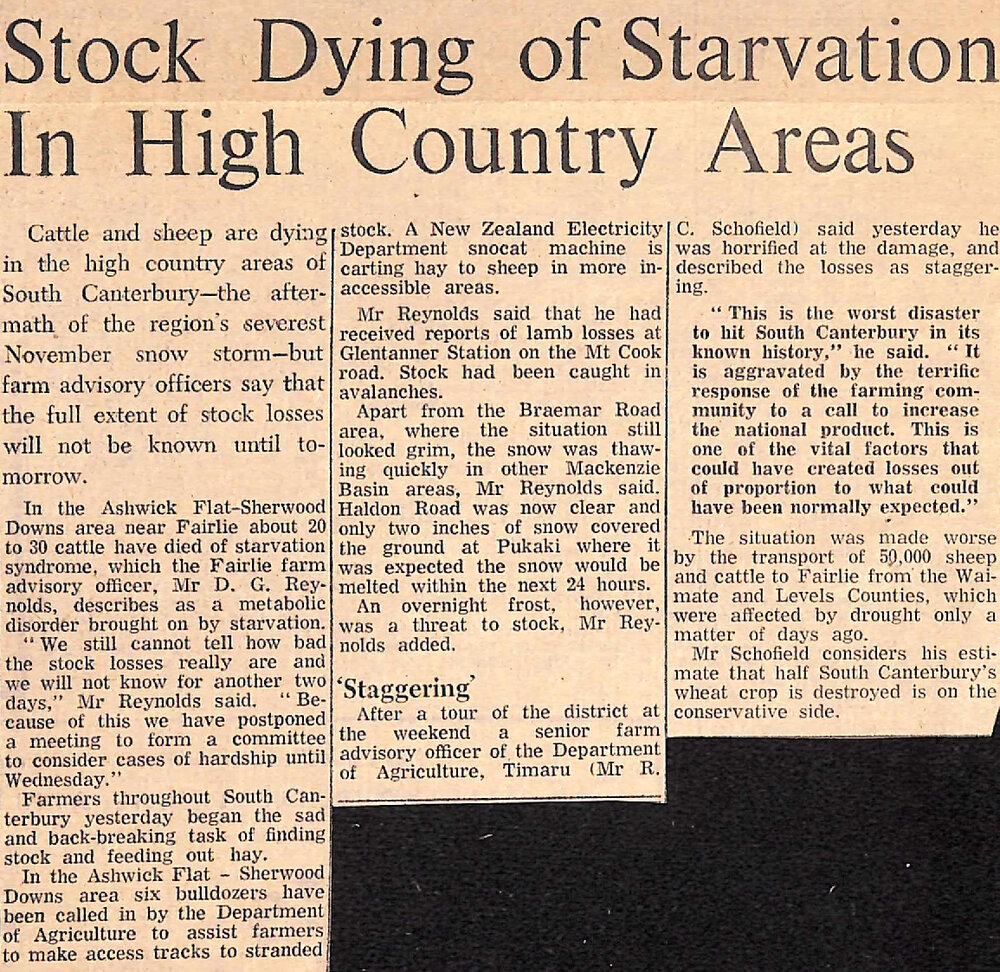 Stock Dying of Starvation In High Country Areas