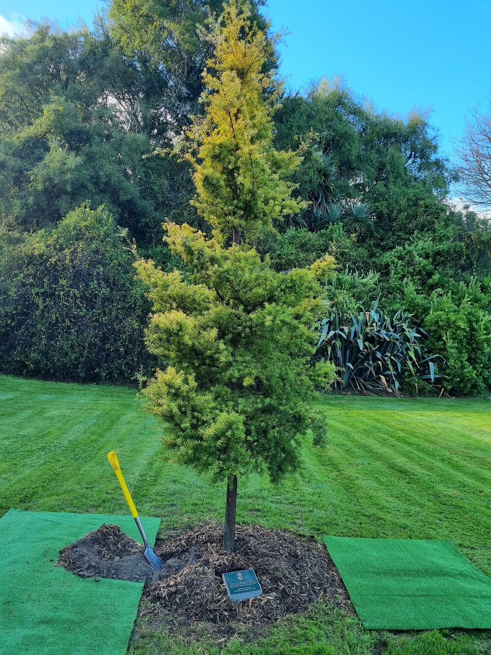 King Charles III coronation commemorative tree and plaque