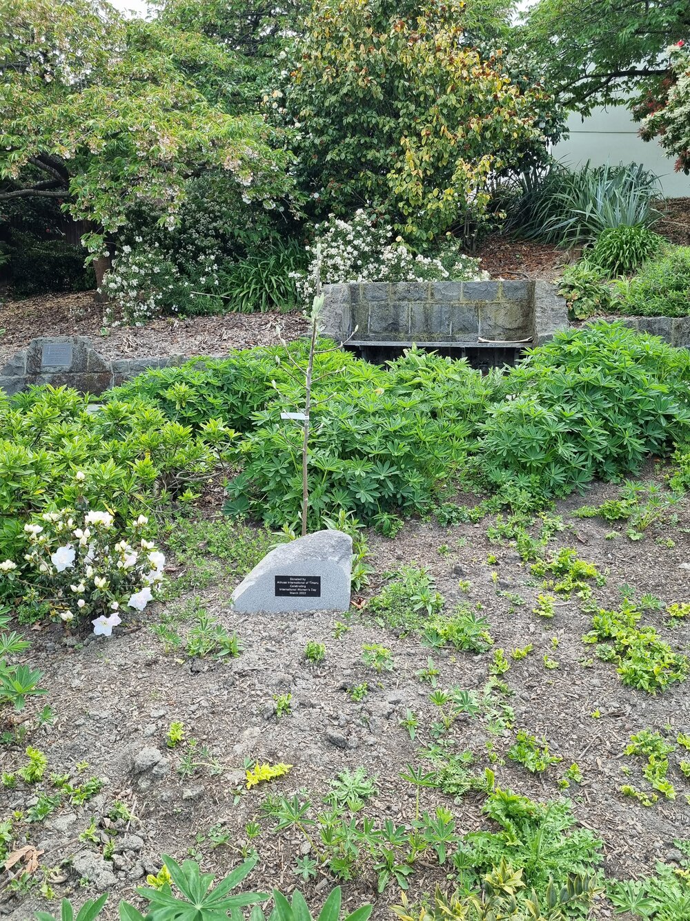 Altrusa International Women's Day tree and plaque