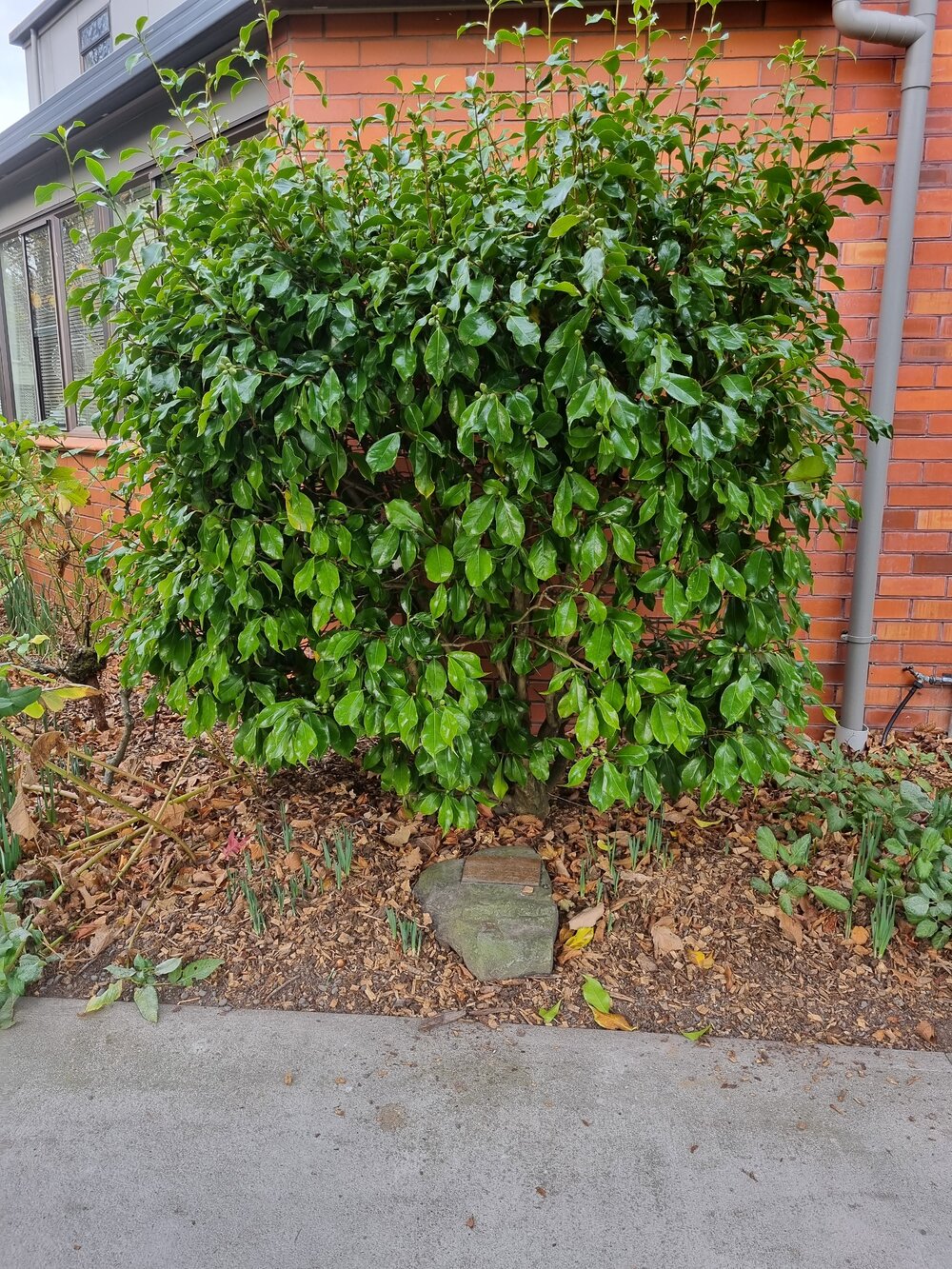 Timaru Girls' High School Womens Suffrage camellia