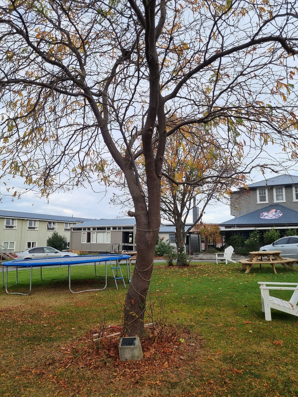 TGHS 'The House' 75th anniversary tree