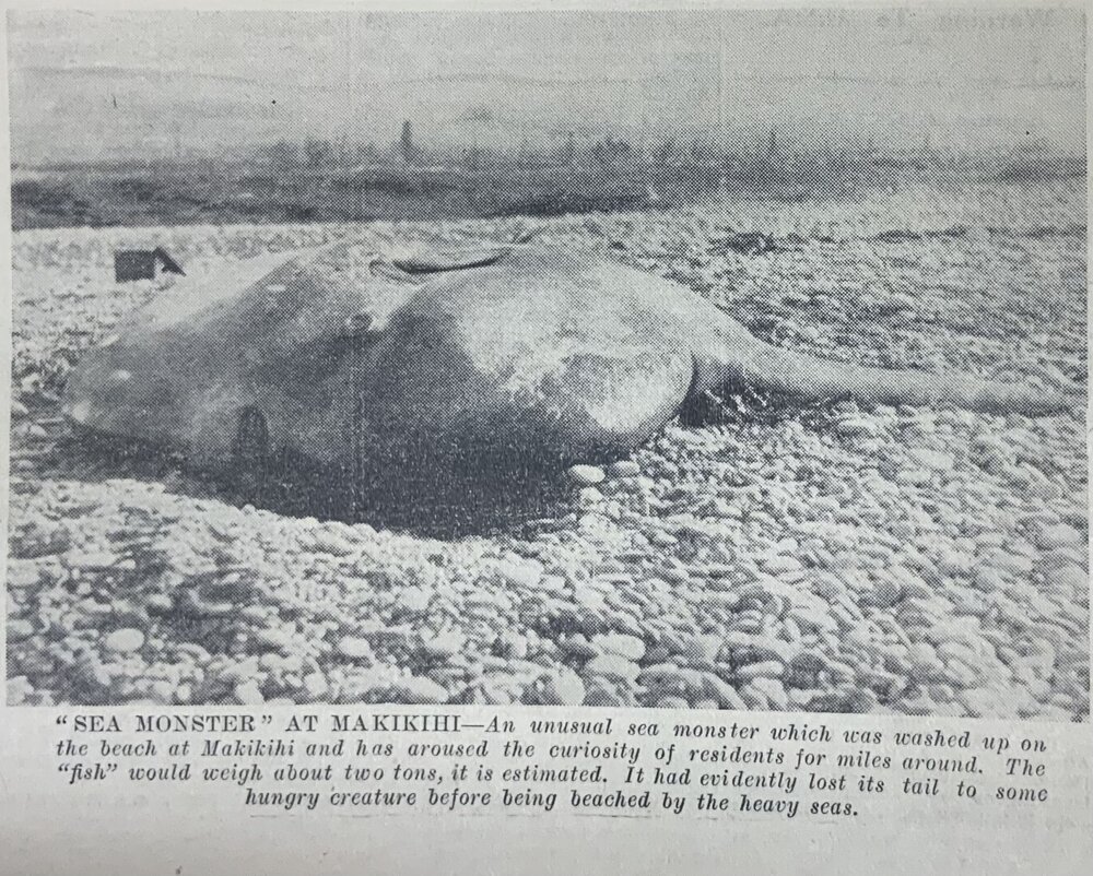 'Sea Monster' at Makikihi