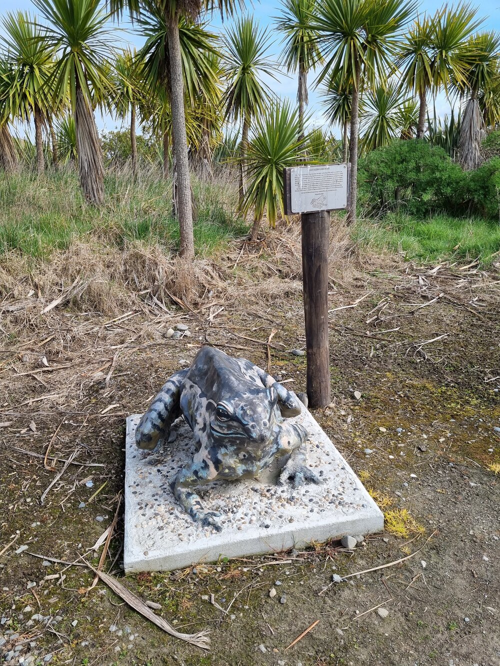 Hochstetter's Frog Model