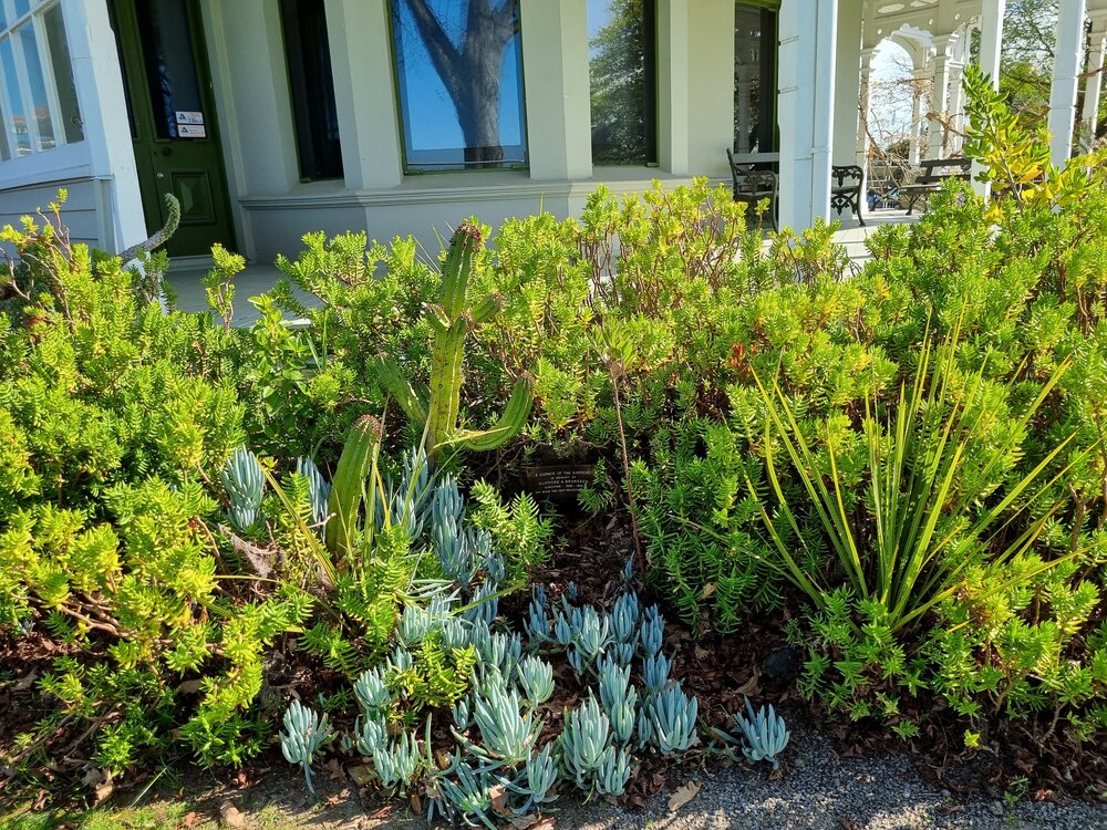 Clifford Brunsden cacti collection