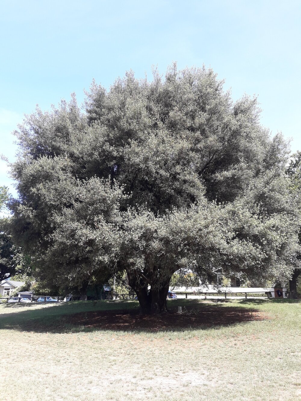 W M Matson memorial tree