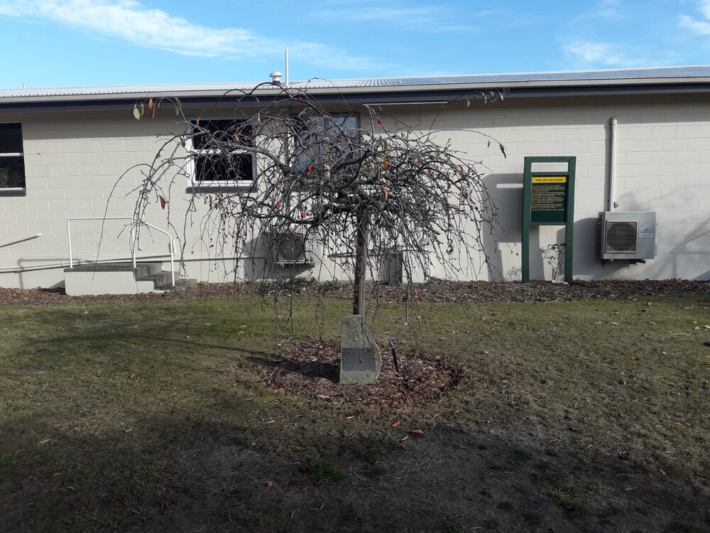 Hawkey Family Reunion tree