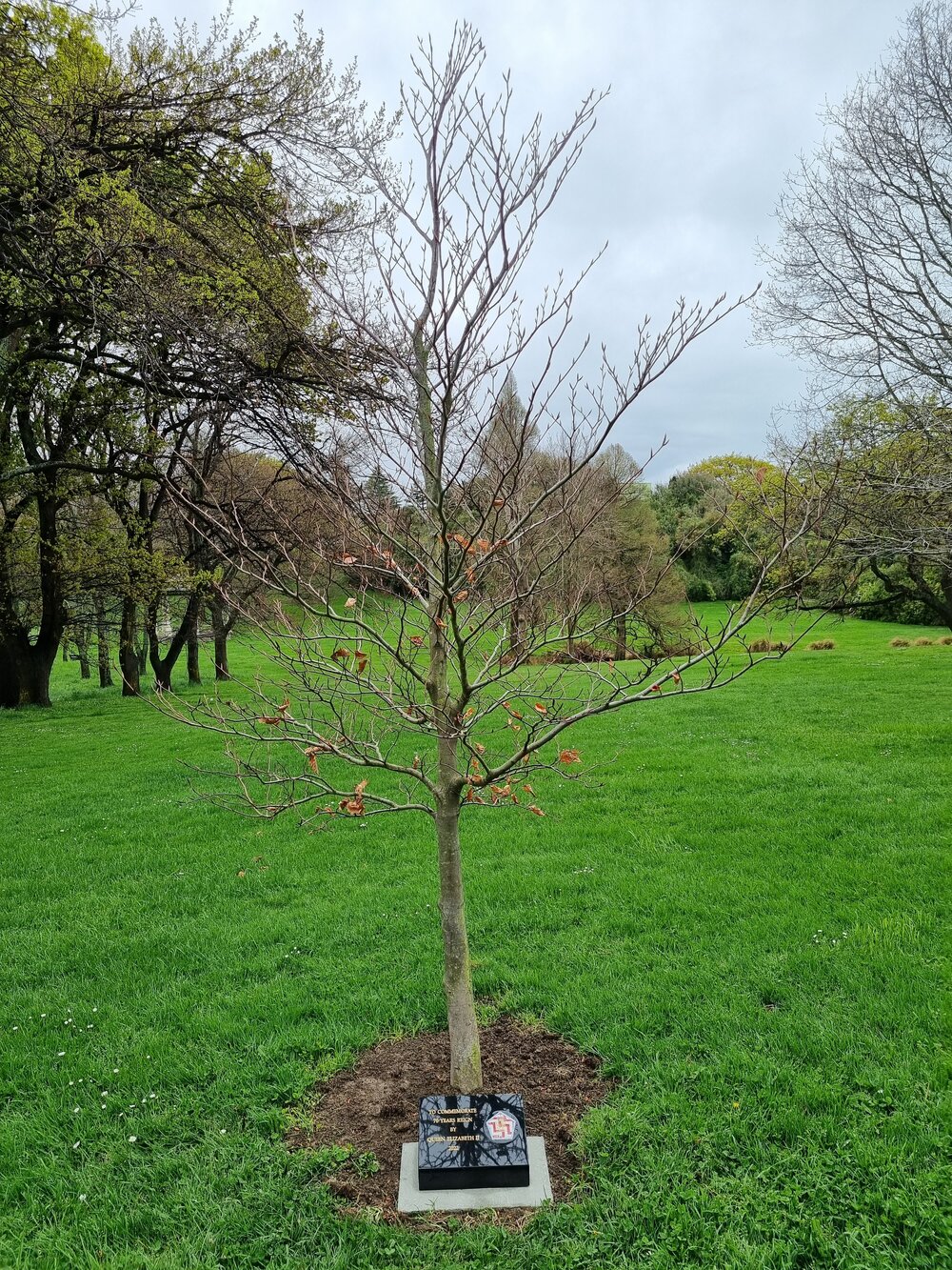 Queen Elizabeth II  platinum jubilee tree