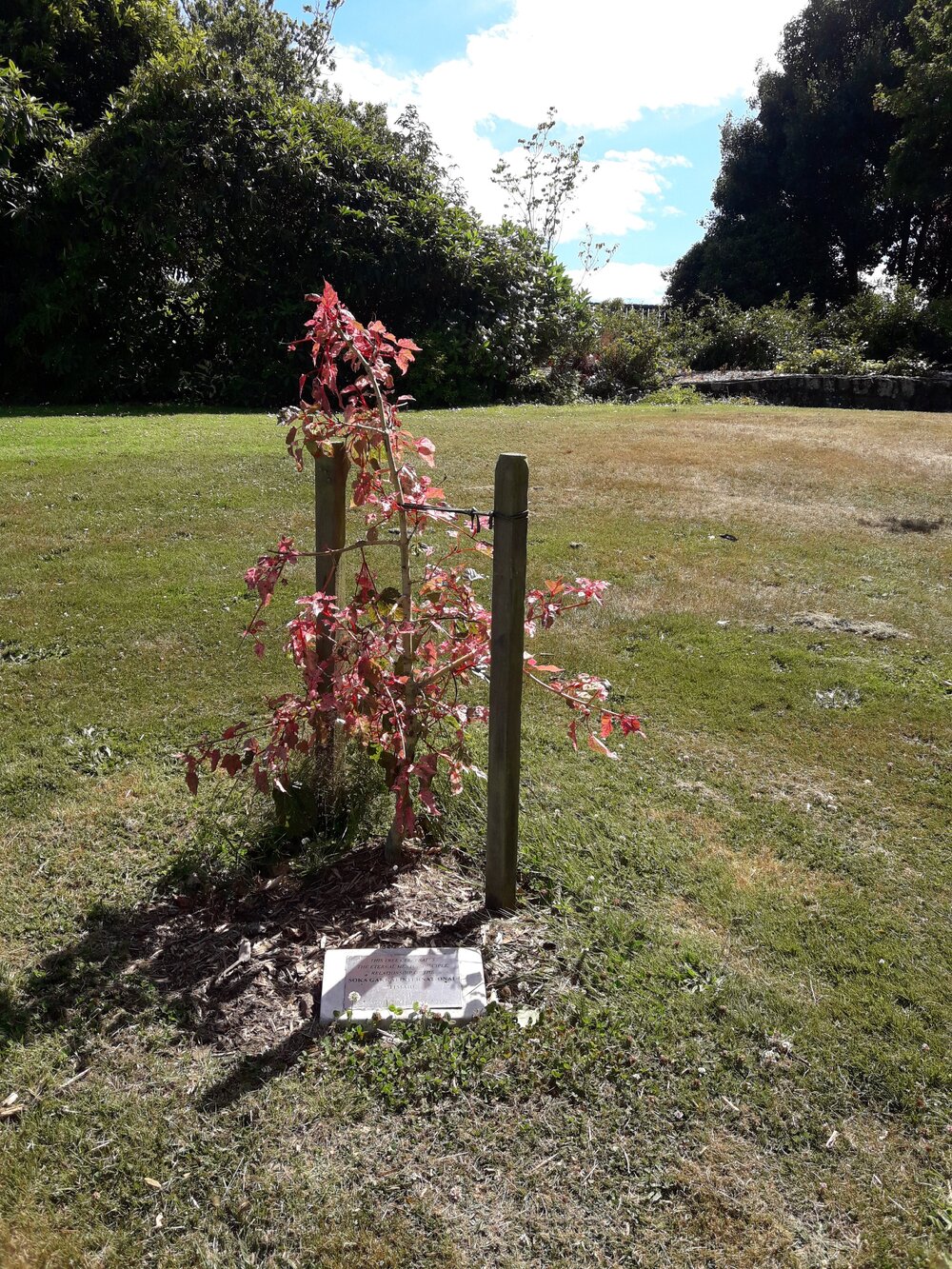 Soka Gakkai International Timaru tree