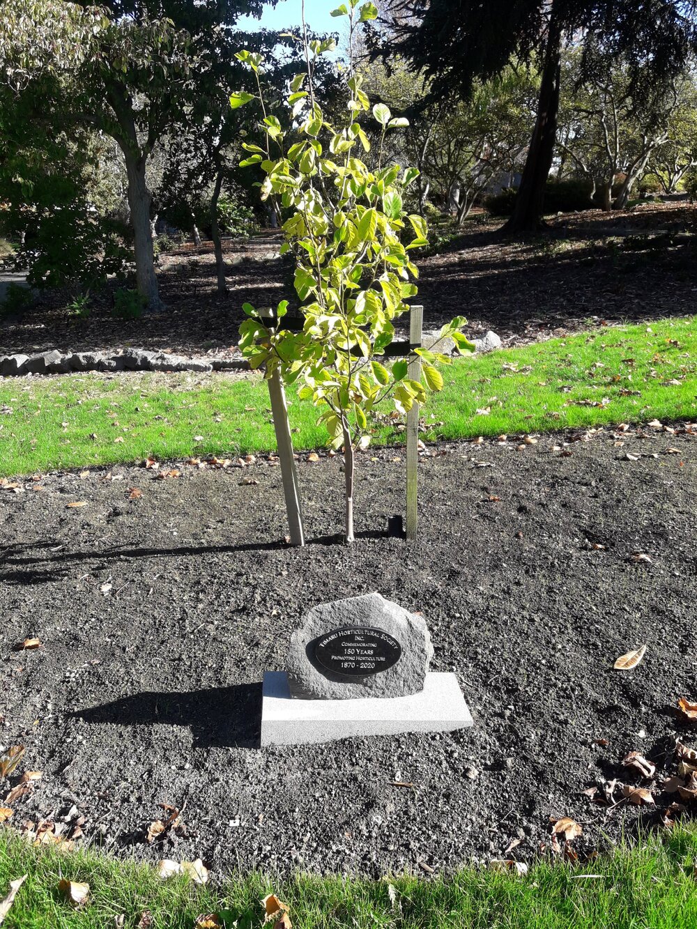 Timaru Horticultural Society 150th anniversary tree