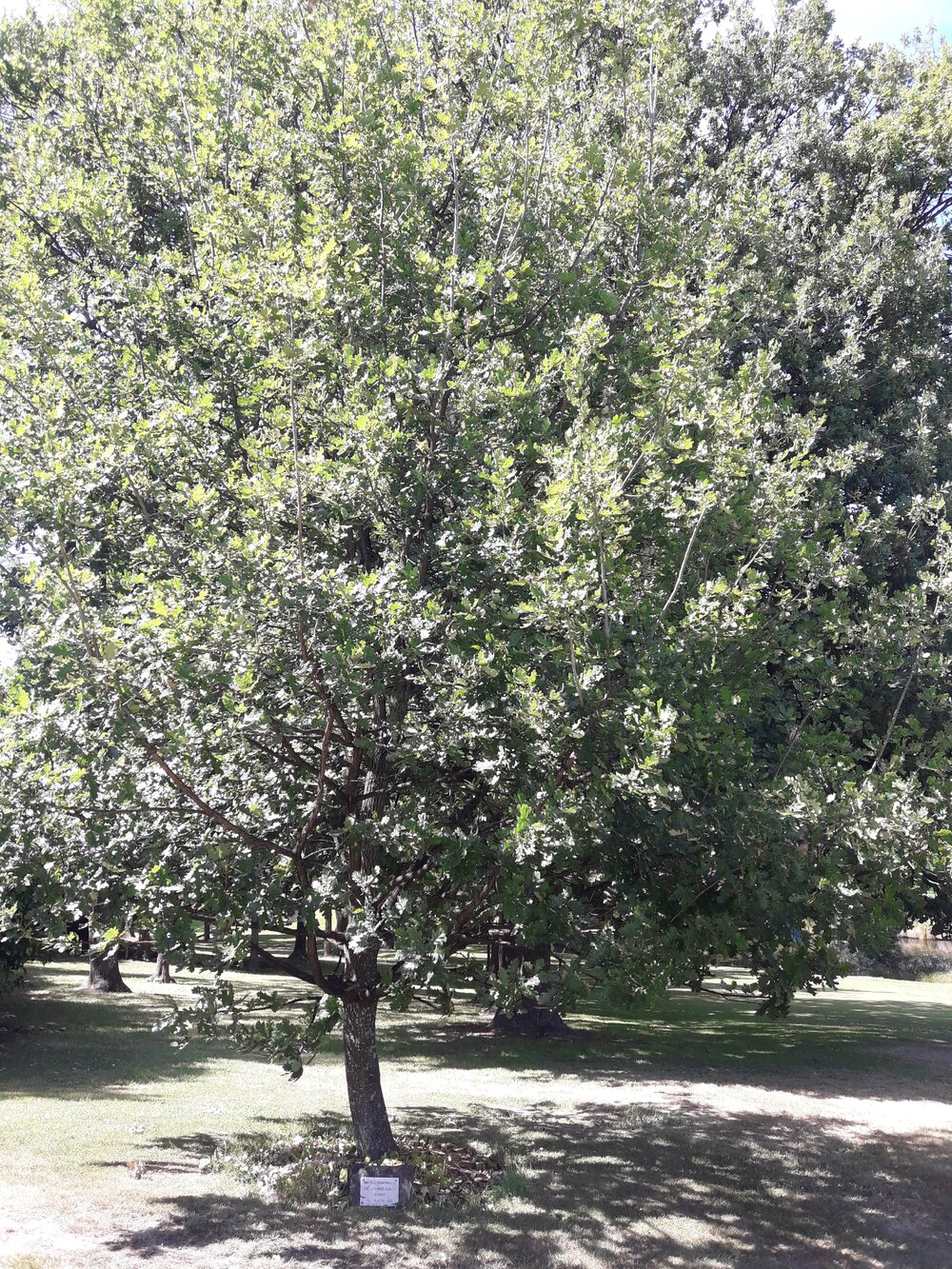 Welford Family Reunion tree
