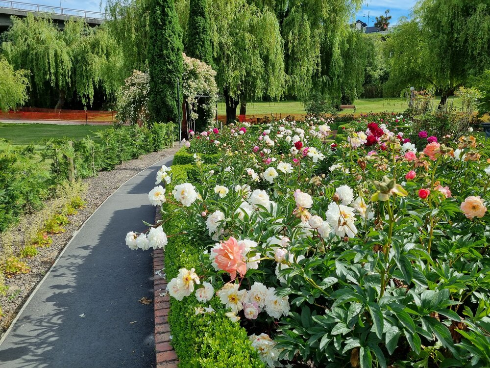 The Peony and Lily Garden at Caroline Bay