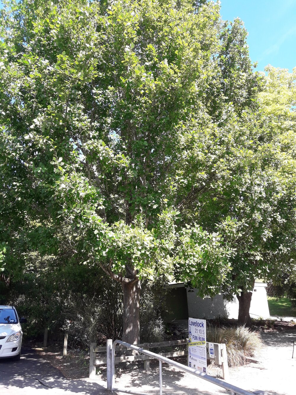 League of Mothers and Homemakers tree