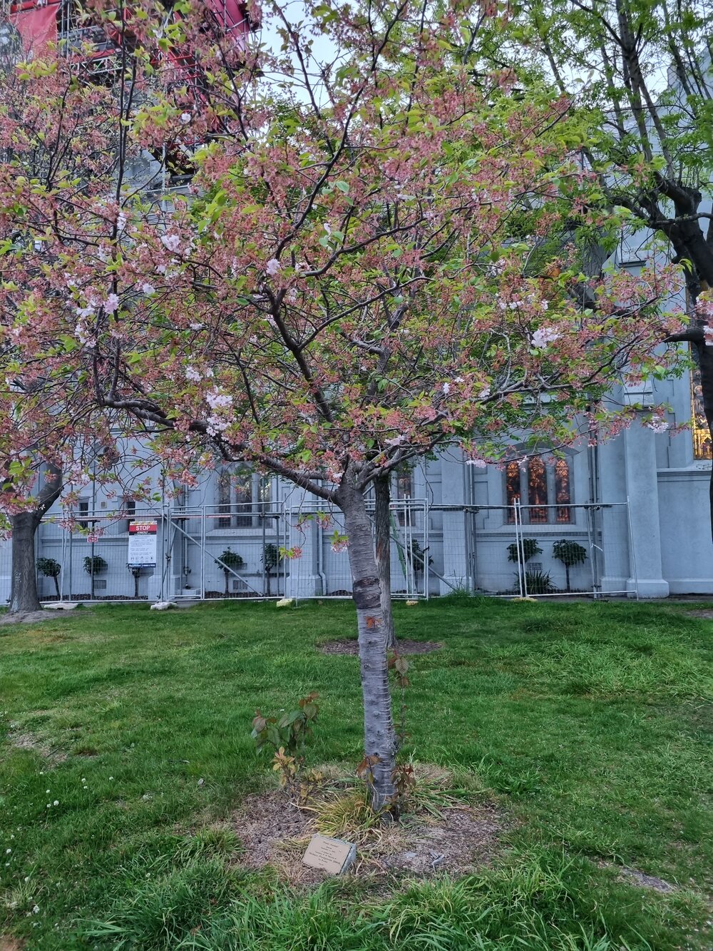 Chalmers Prebyterian Church centenary tree