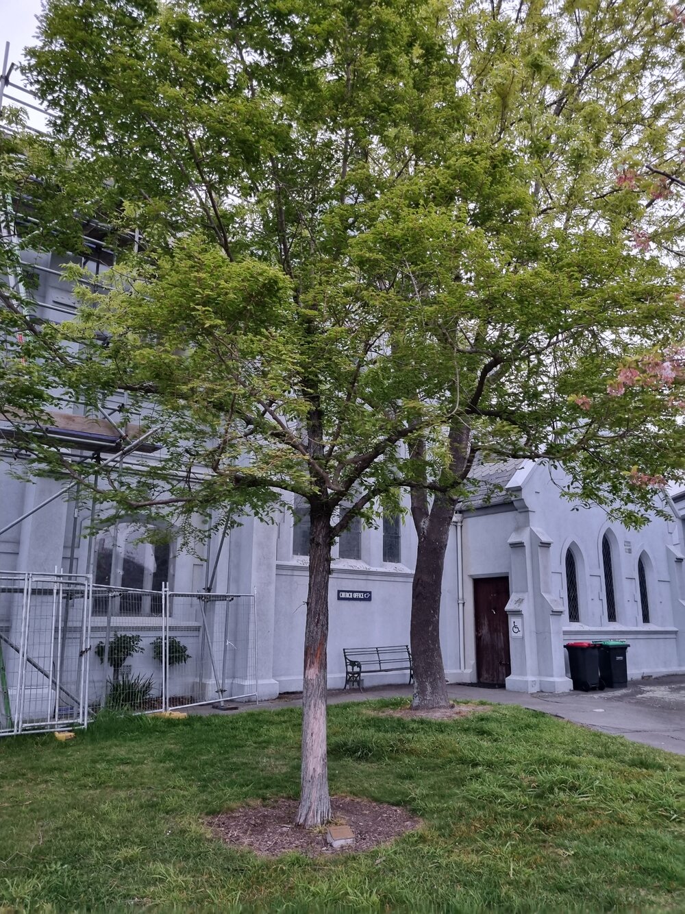 Chalmers Church Diamond Jubilee tree