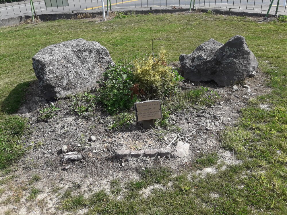 Timaru Main School millenium totara