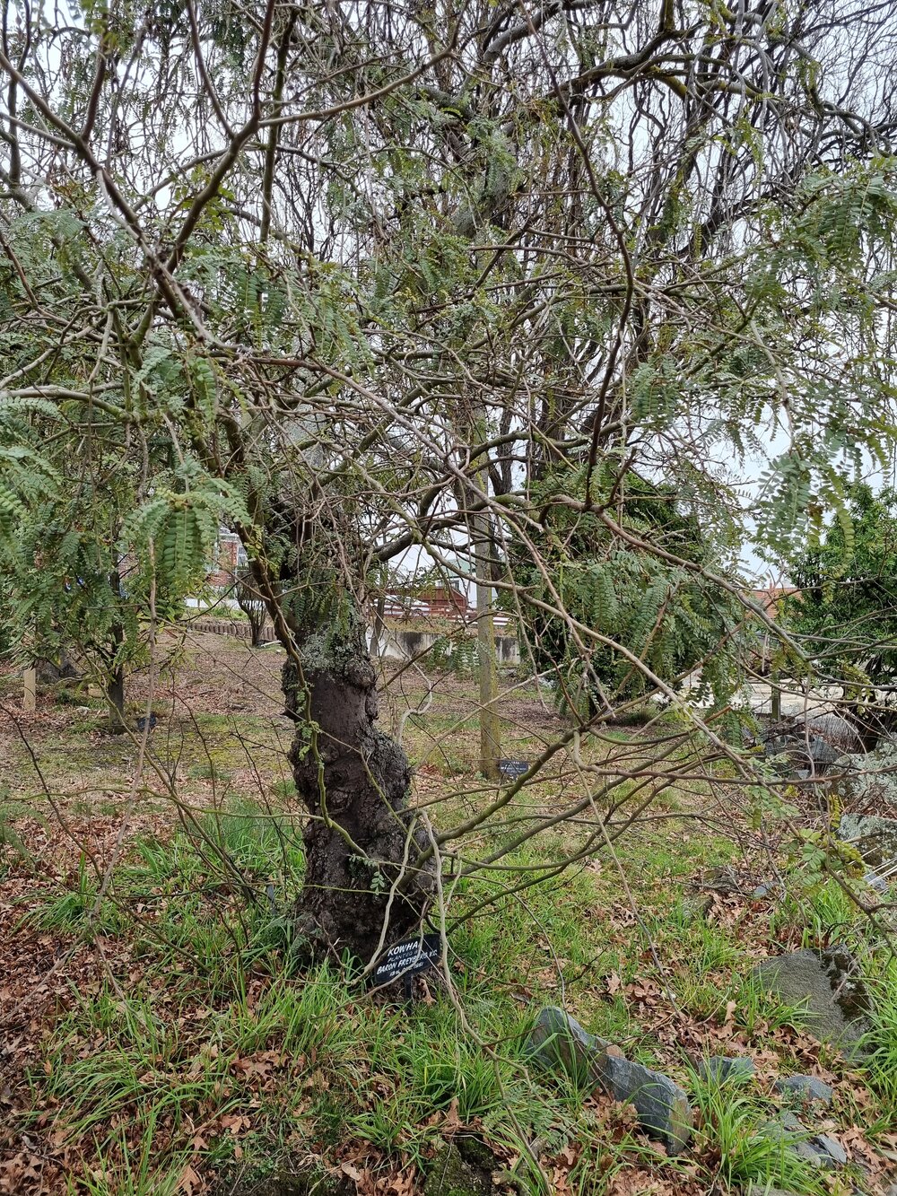 South Canterbury RSA Bernard Freyberg tree