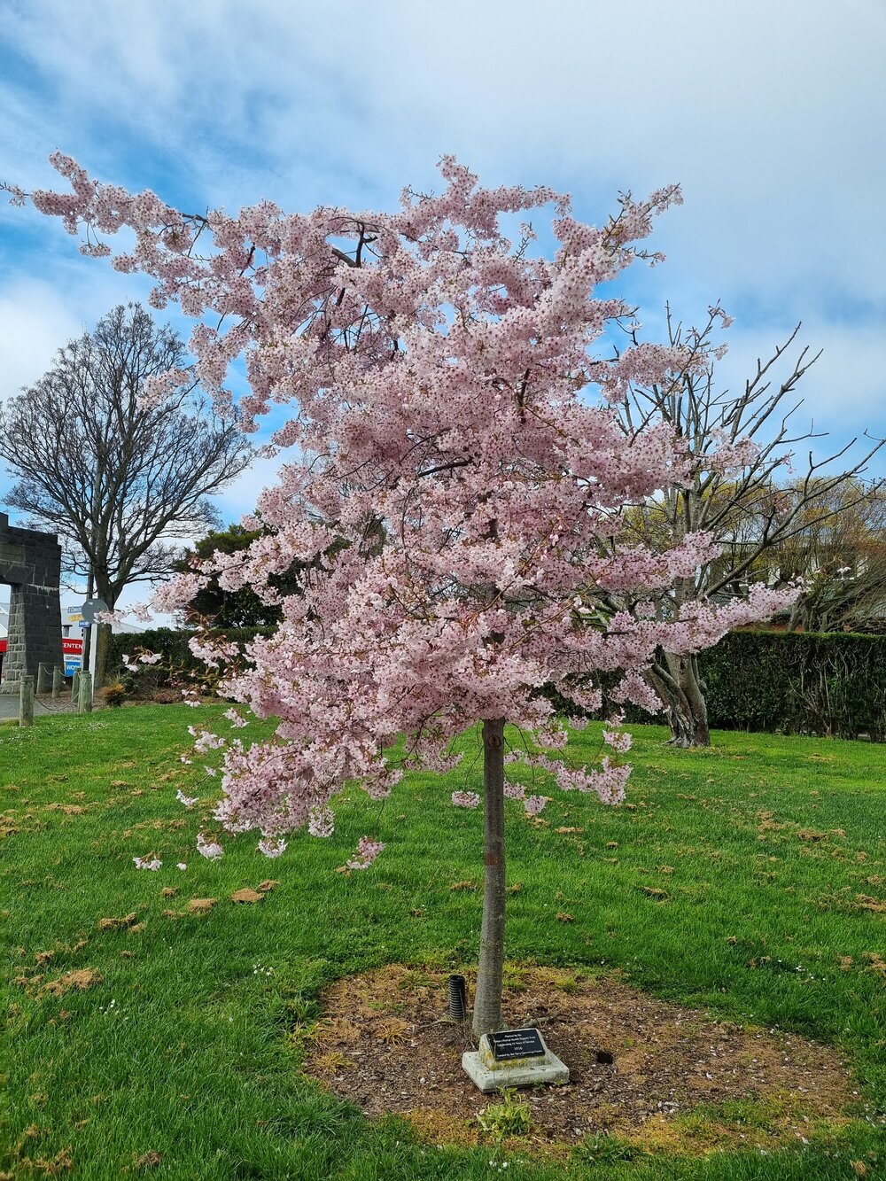 Timaru Mental Health Support Trust 25th anniversary tree