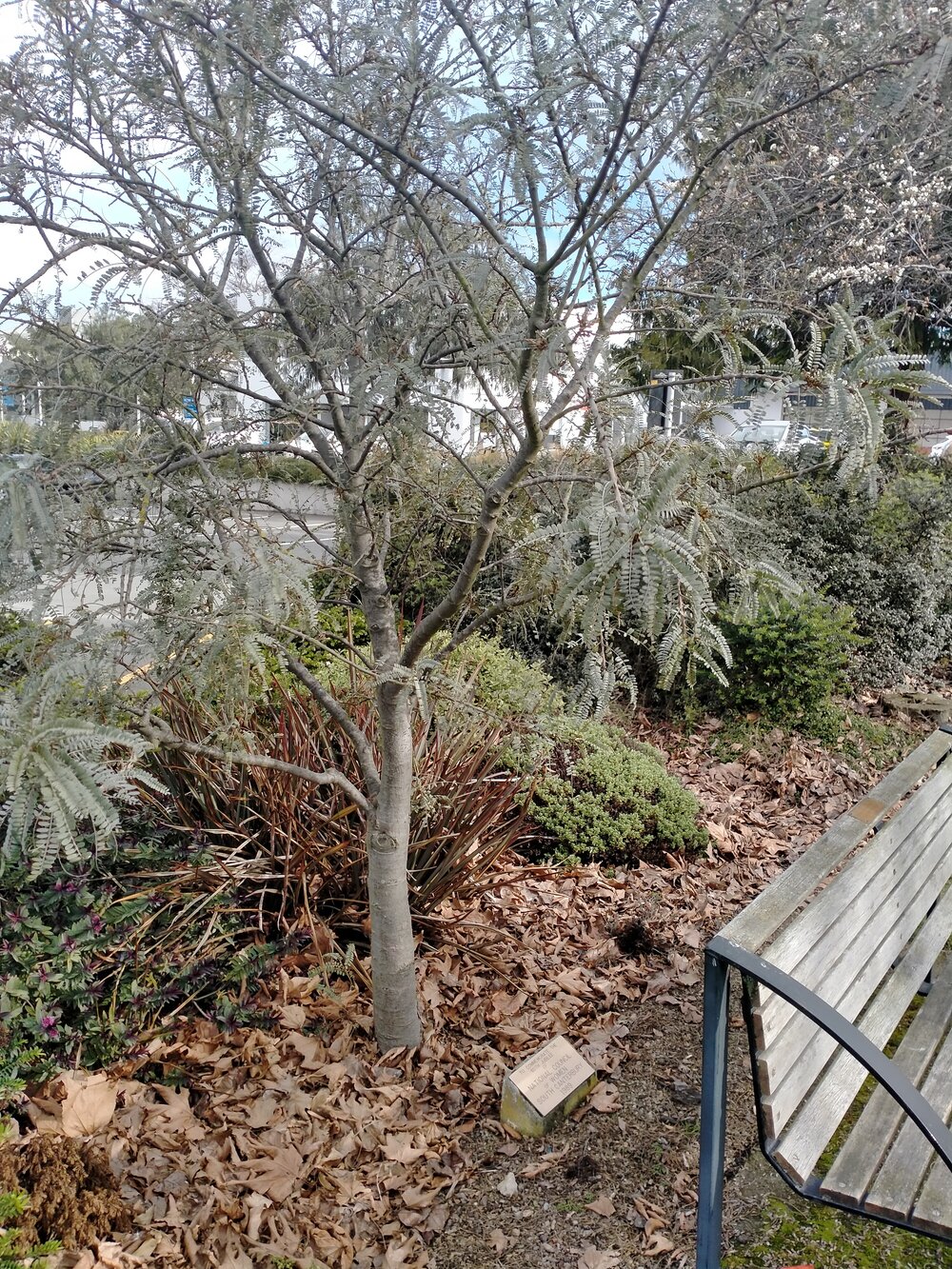National Council of Women South Canterbury 60th jubilee tree