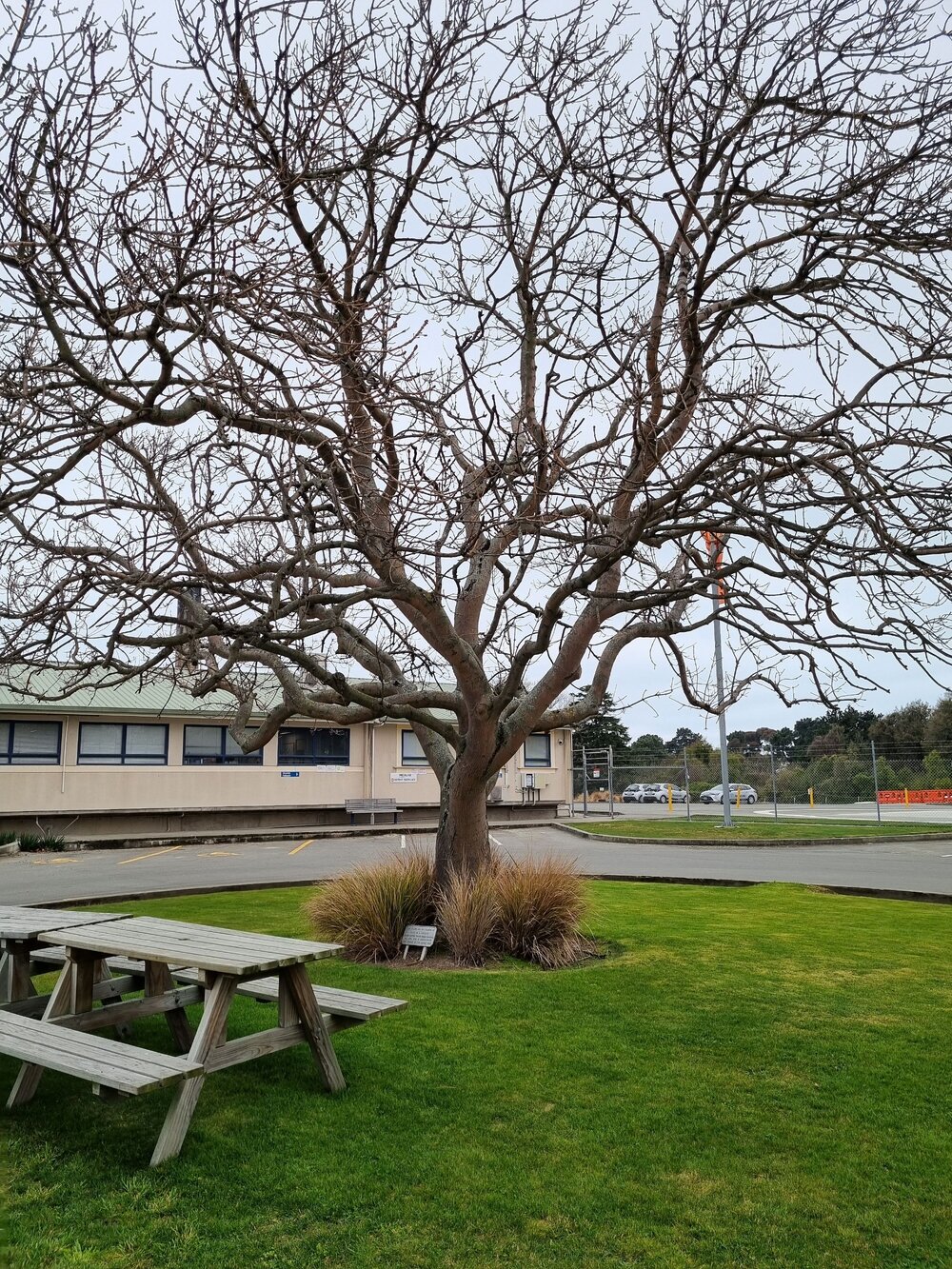 Timaru Hospital Lindsay Wing commemorative tree