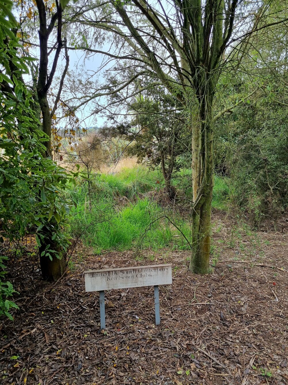 South Canterbury Kea Scout planting