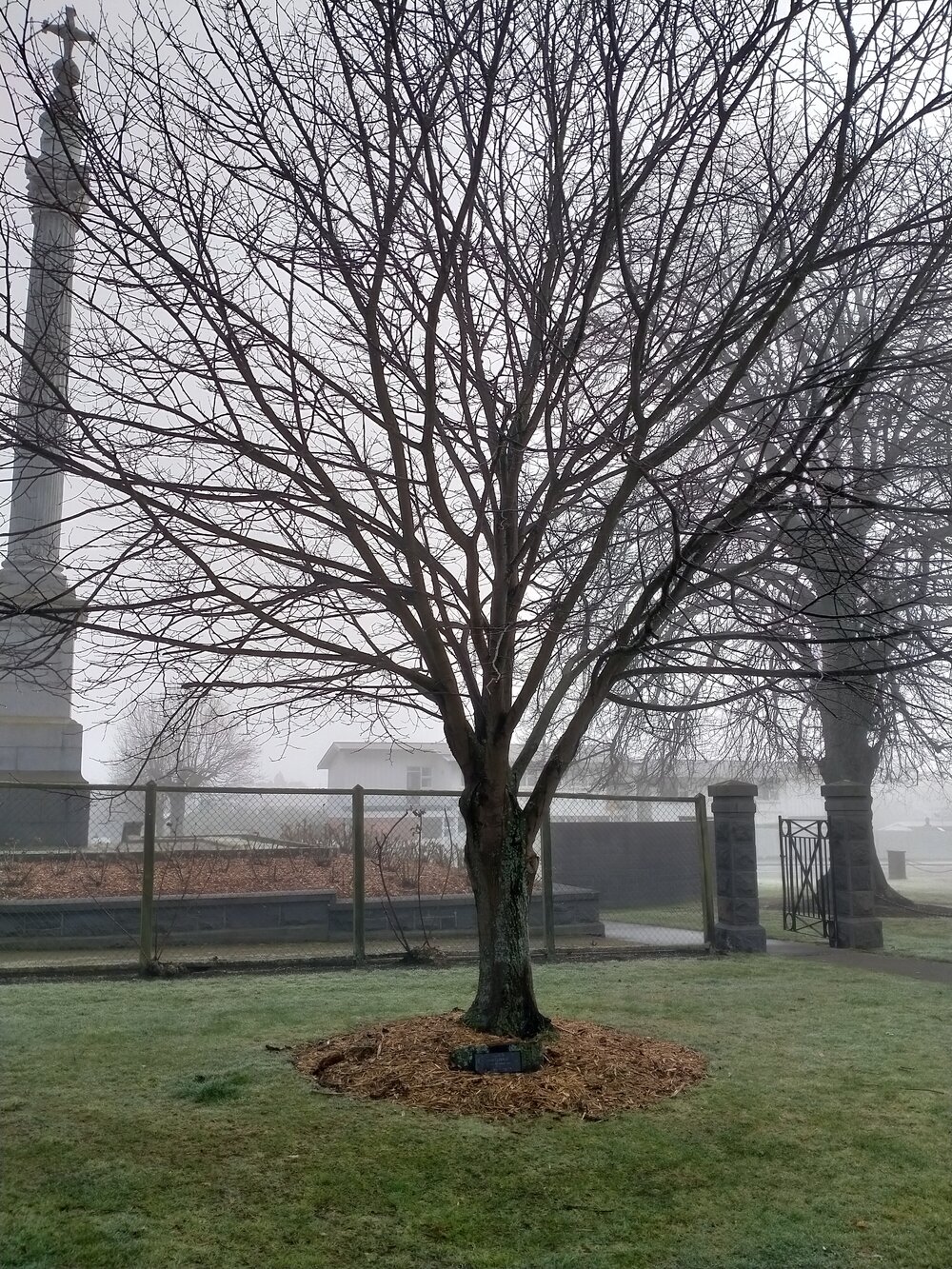 John Lennon memorial tree