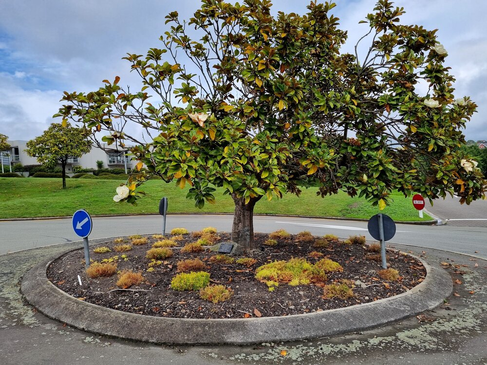 Lois Thodey memorial tree