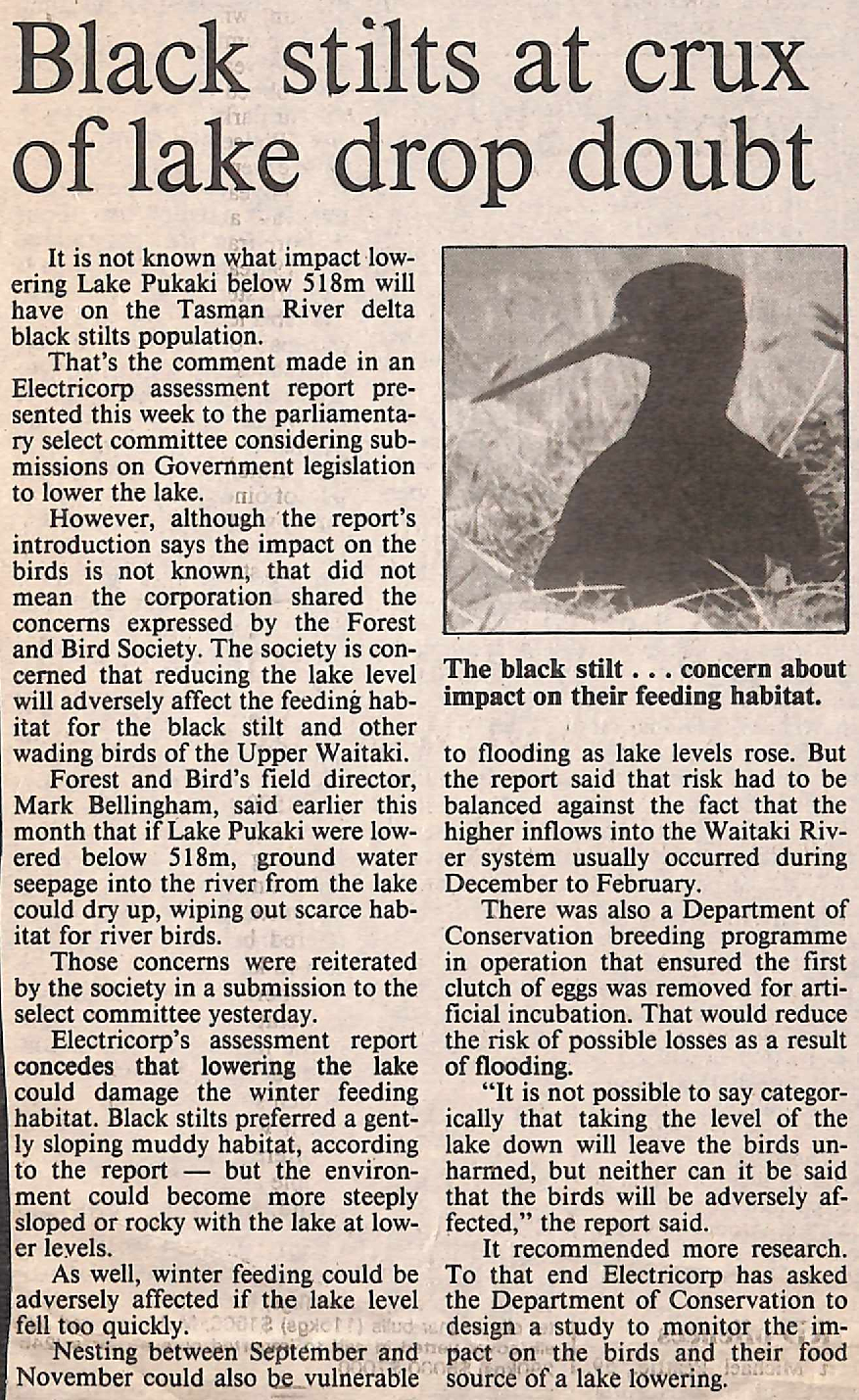 Black stilts at crux of lake drop doubt