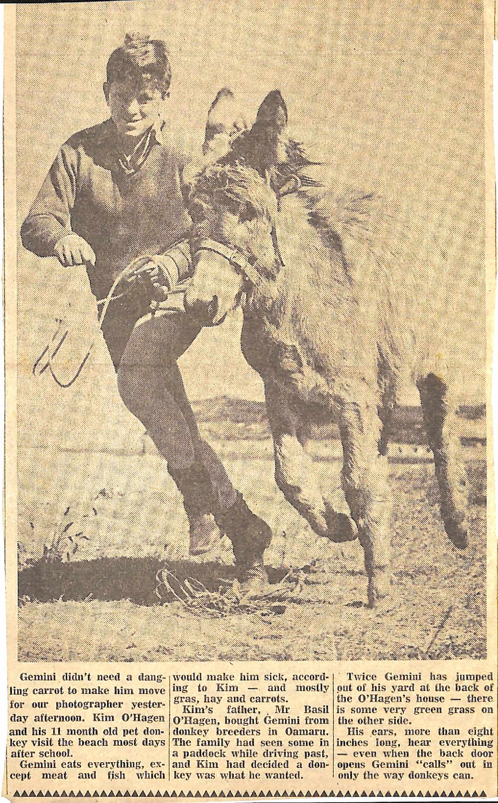 Pet donkey visits the beach most days after school
