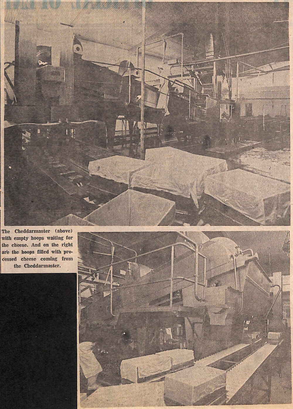 Mechanisation of cheese manufacturing in new Temuka plant