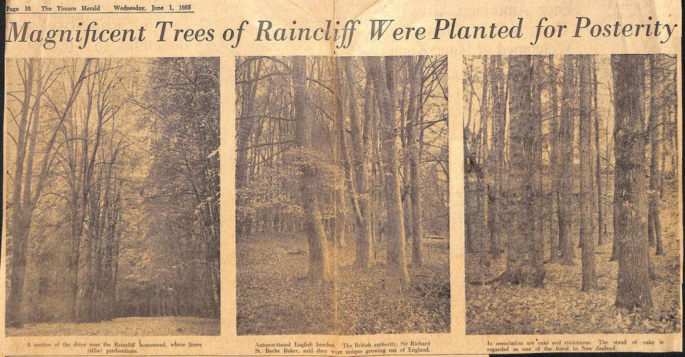 Magnificent Trees of Raincliff Were Planted for Posterity / Nature Has a Firm Friend in Maj P H Johnson