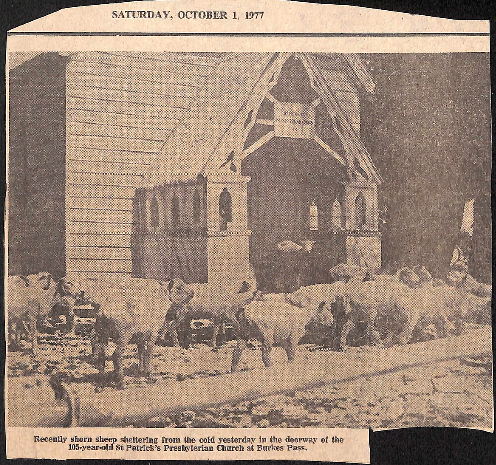 Sheep at Burkes Pass church
