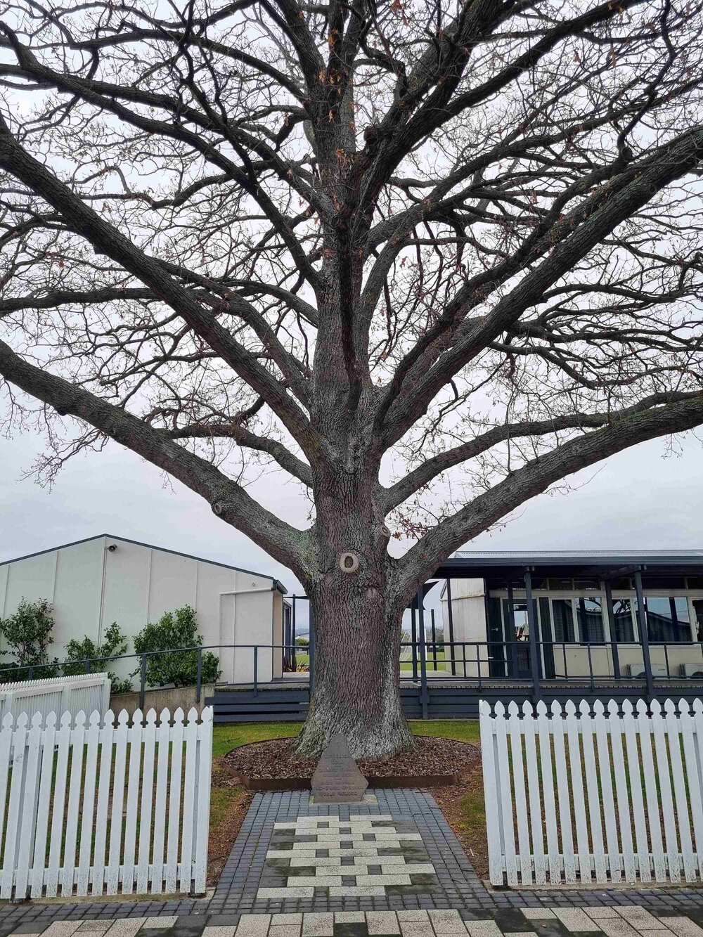 The Lovelock Oak