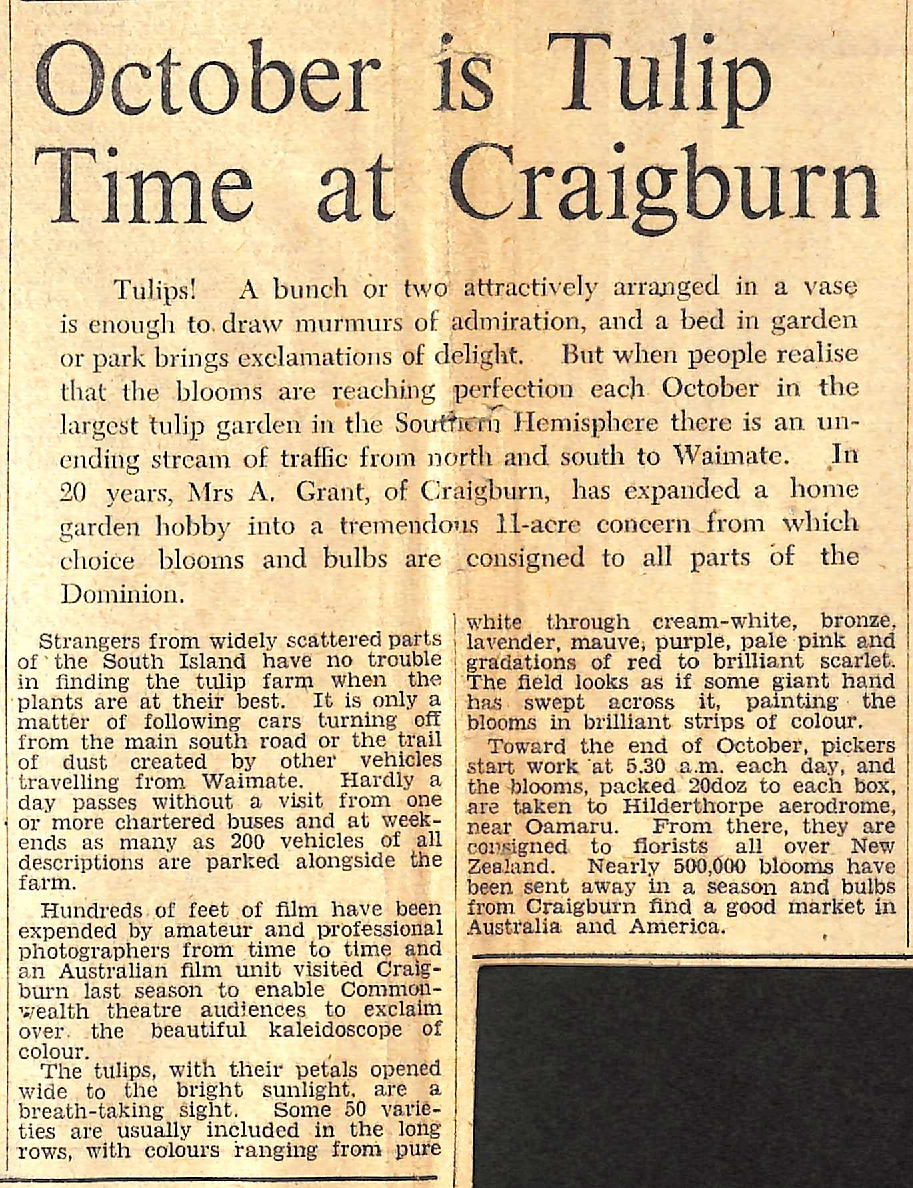 October is Tulip Time at Craigburn