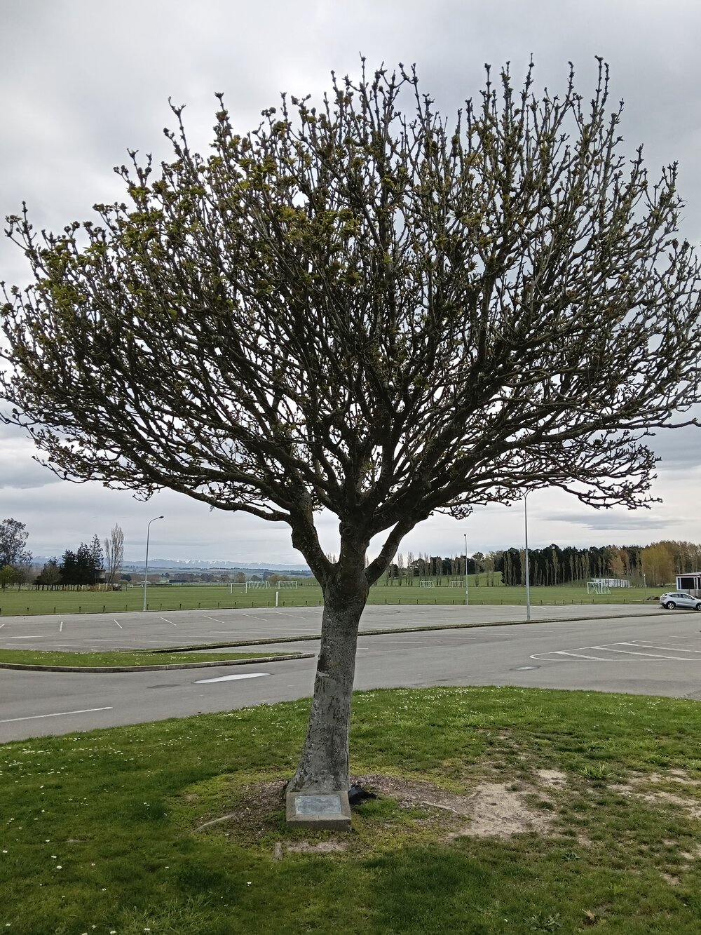 Sir Basil Arthur memorial tree and plaque