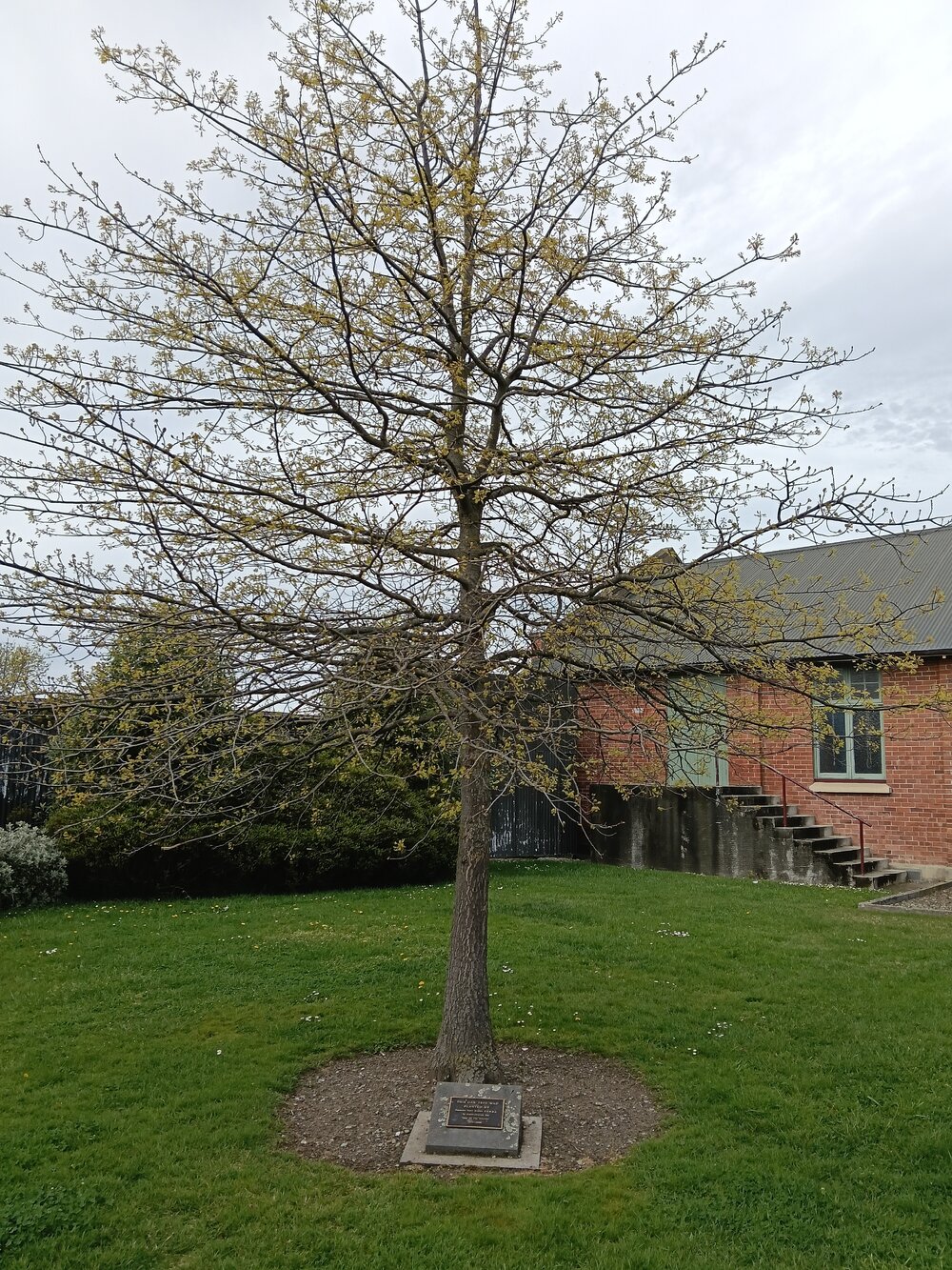 Year of the Veteran Oak Tree, Pleasant Point