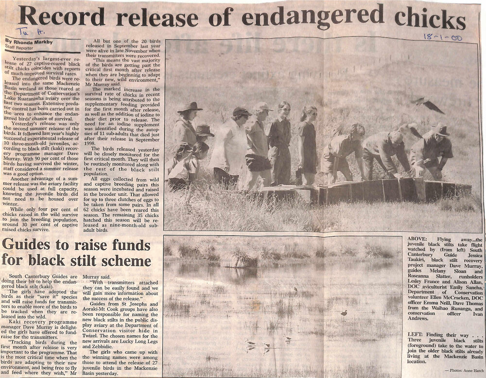 Record release of endangered chicks / Guides to raise funds for black stilt scheme
