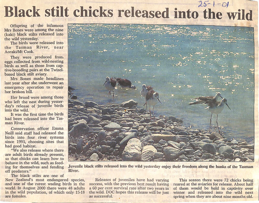 Black stilt chicks released into the wild