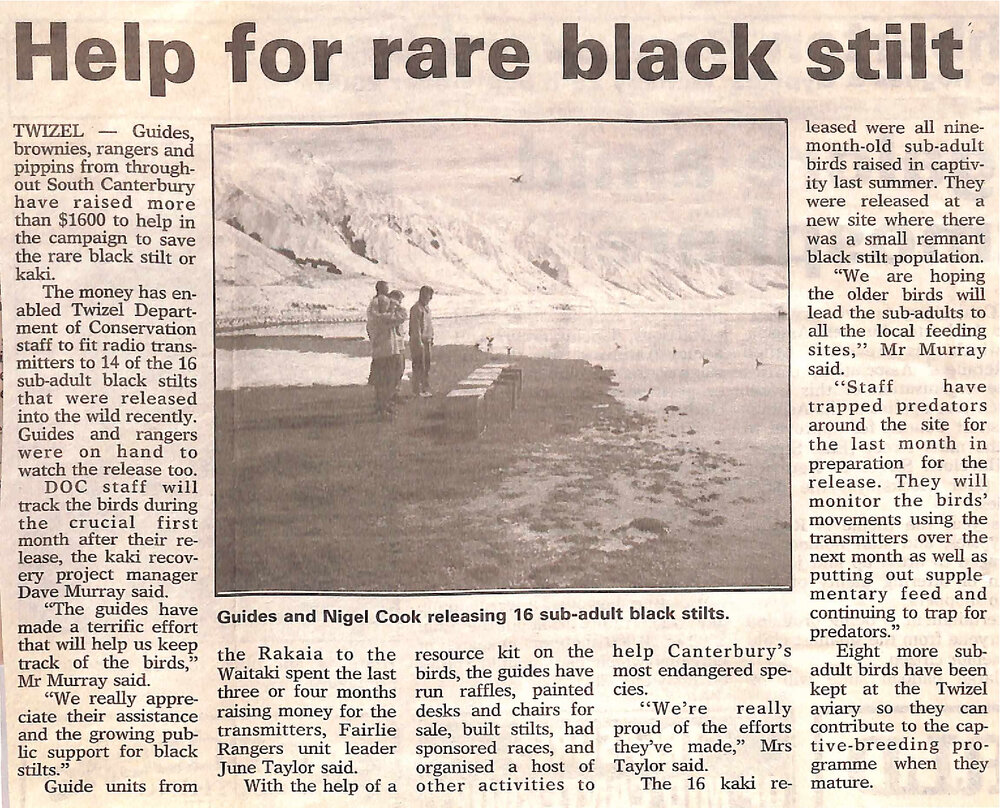 Help for rare black stilt