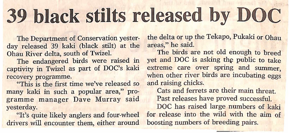 39 black stilts released by DOC