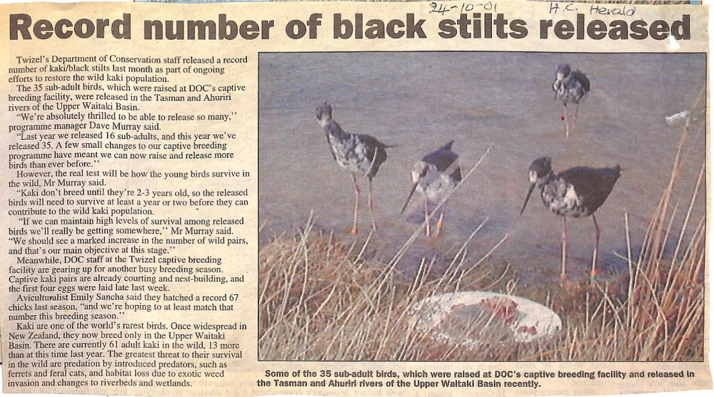 Record number of black stilts released
