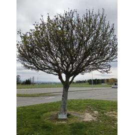Sir Basil Arthur memorial tree and plaque