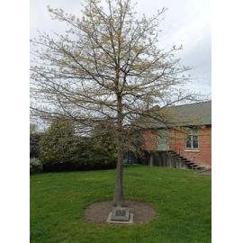 Year of the Veteran Oak Tree, Pleasant Point