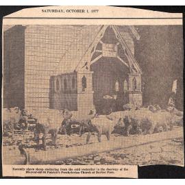 Sheep at Burkes Pass church
