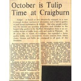 October is Tulip Time at Craigburn