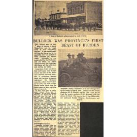 Bullock Was Province's First Beast Of Burden