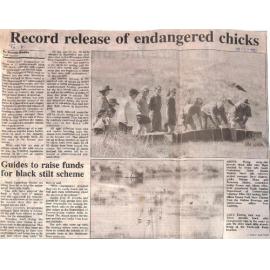 Record release of endangered chicks / Guides to raise funds for black stilt scheme
